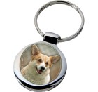 welsh_corgi_pembroke_039-701 